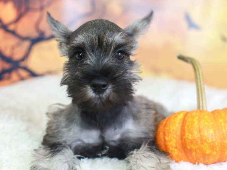 Mini Schnauzer