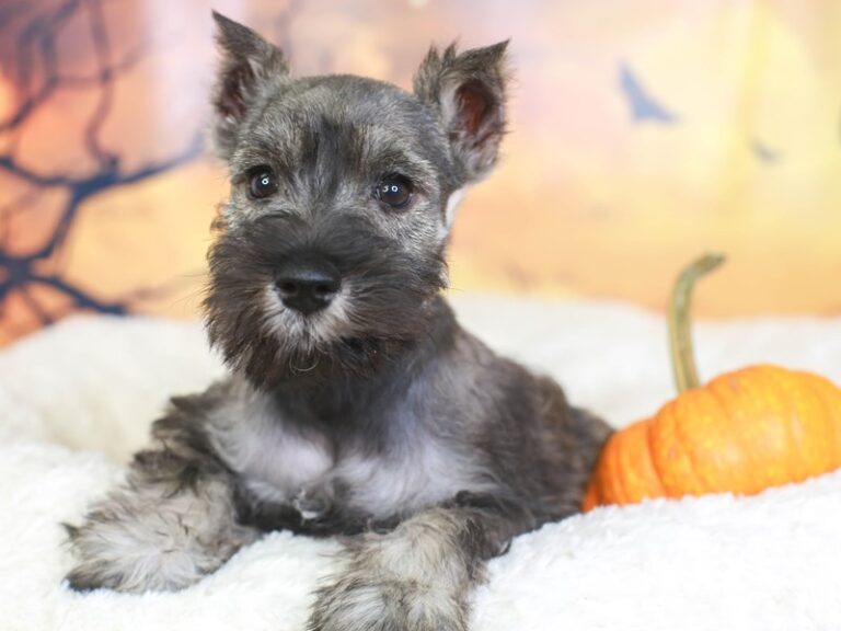 Mini Schnauzer