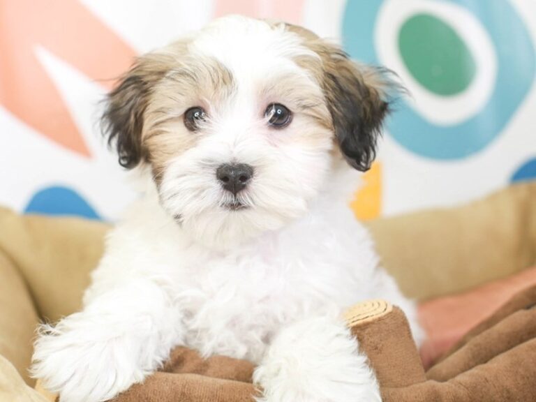 Maltipoo