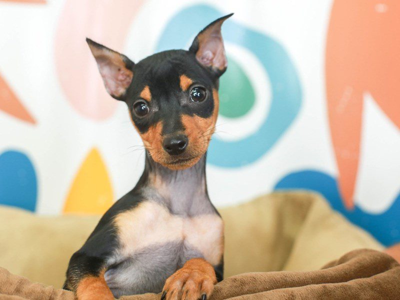 Mini Pinscher-DOG-Female-blk & tn-3369577-Animal Kingdom | Puppies N Love