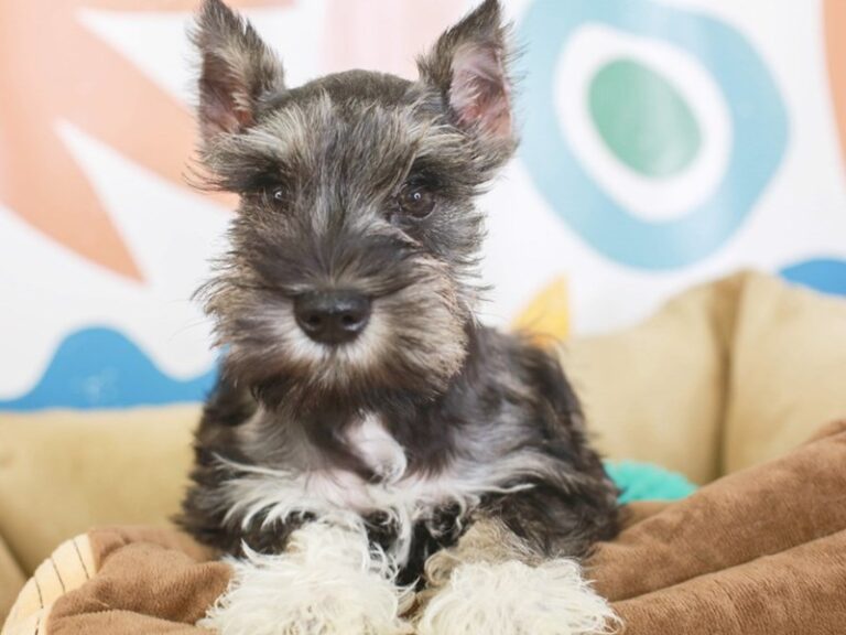Mini Schnauzer