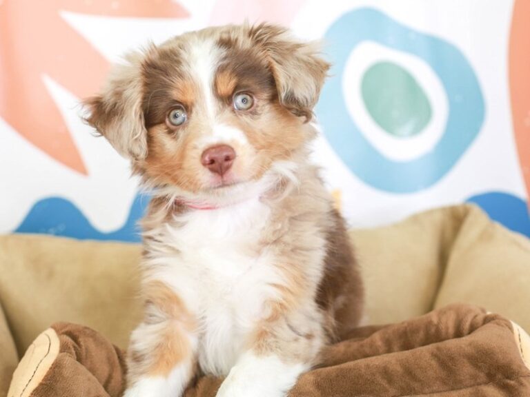 Mini Aussie