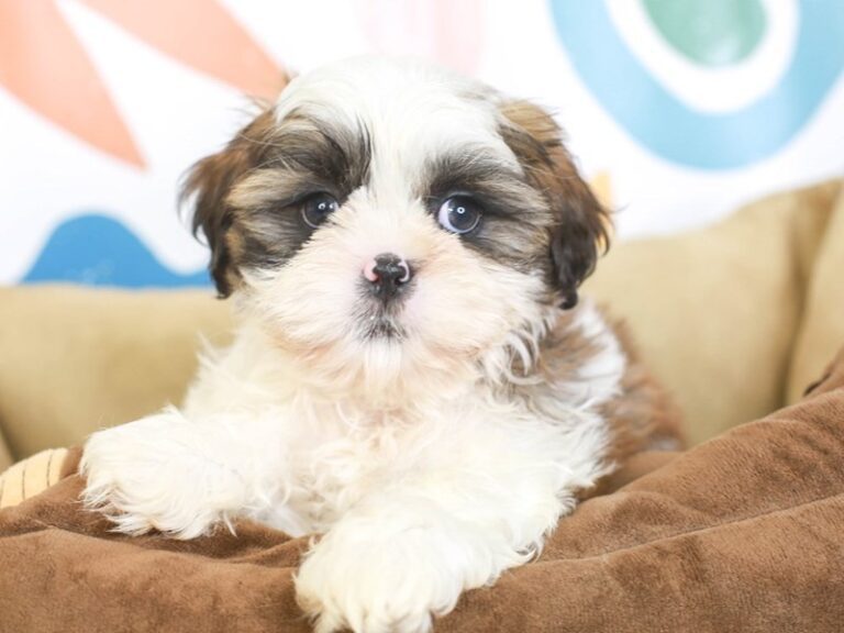 Shih Tzu