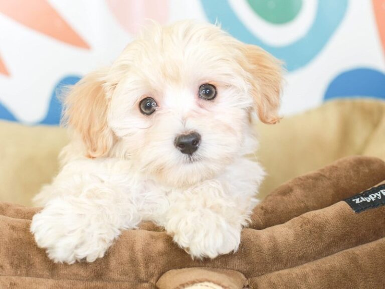 Maltipoo