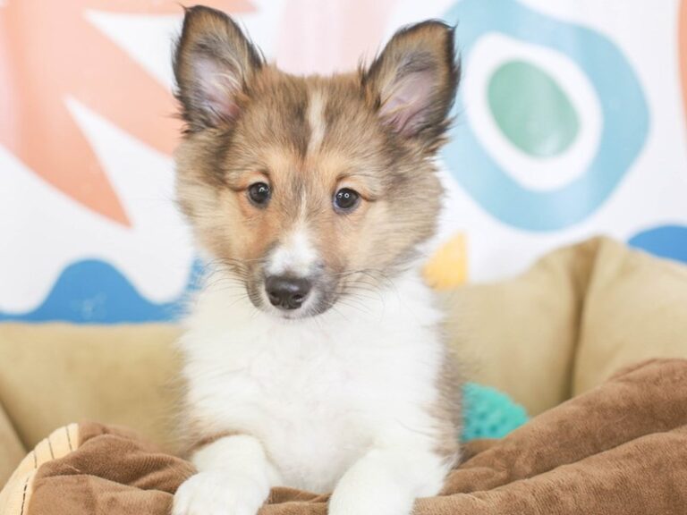 Shetland Sheepdog