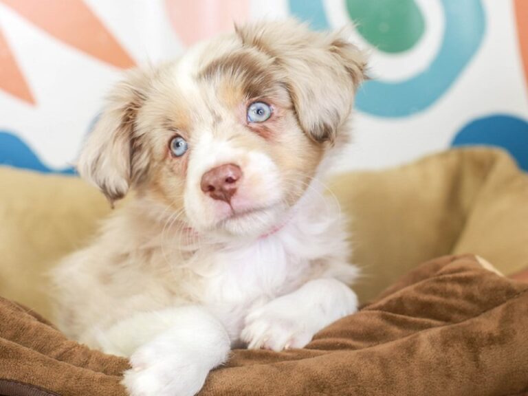 Mini Aussie