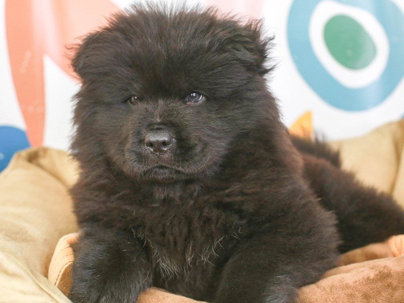 Chow Chow-Male-blk-3370099-Animal Kingdom | Puppies N Love