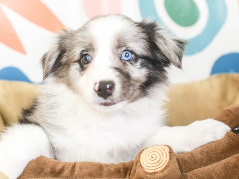 Mini Aussie