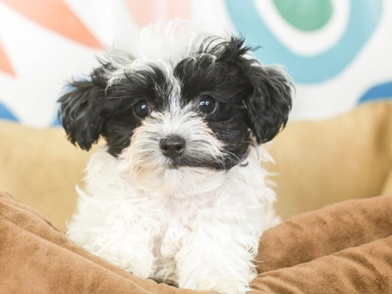 Maltipoo