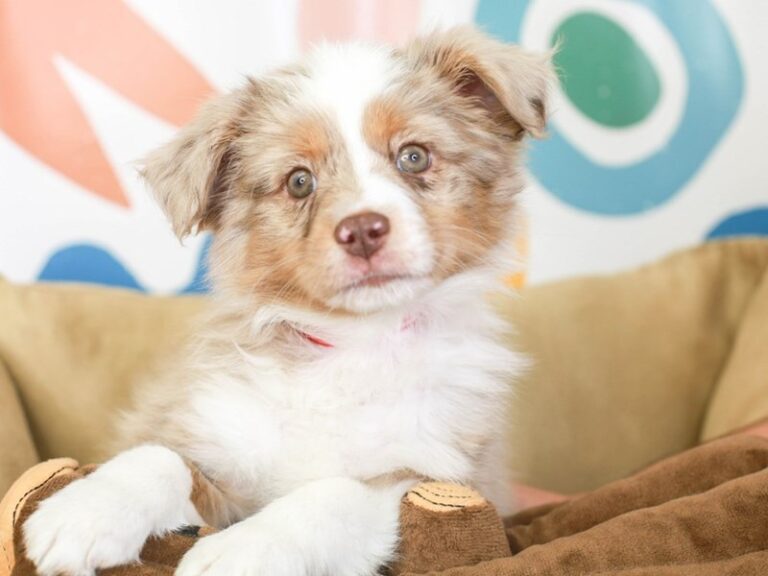 Mini Aussie