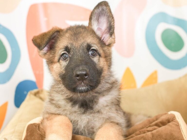 German Shepherd