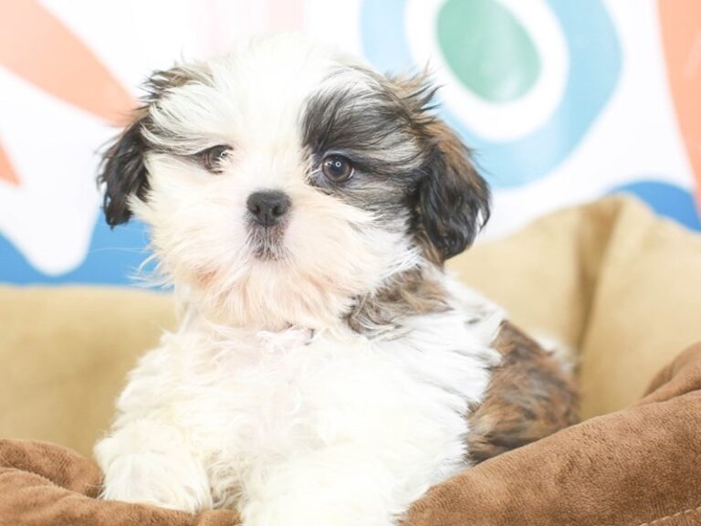 Shih Tzu