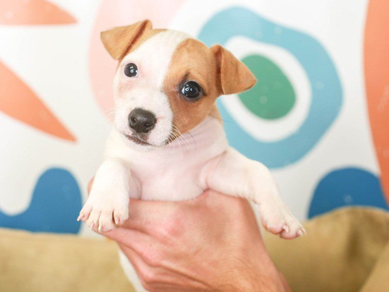 Jack Russell Terrier-Female-White and Red-3368010-Animal Kingdom | Puppies N Love