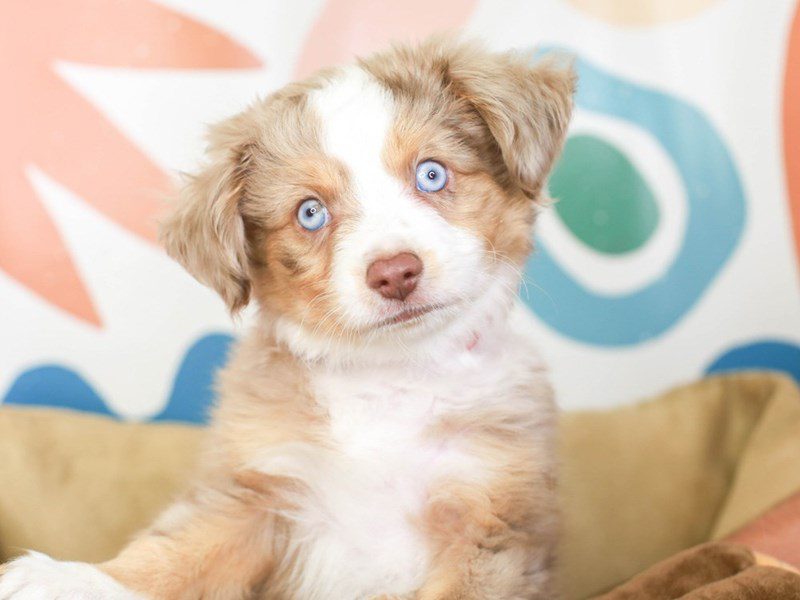 Toy Aussie-Male-RED MERLE-3369429-Animal Kingdom | Puppies N Love