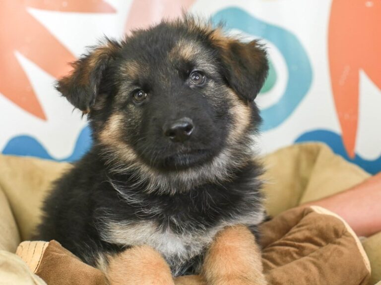 German Shepherd