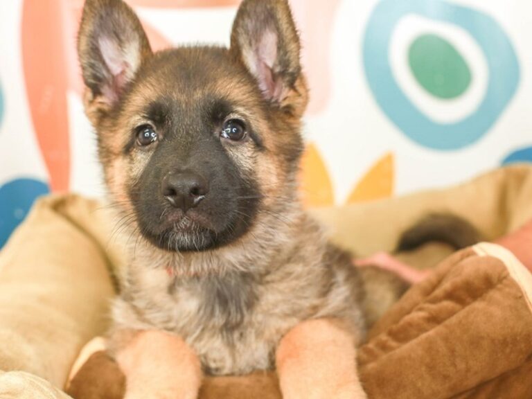 German Shepherd