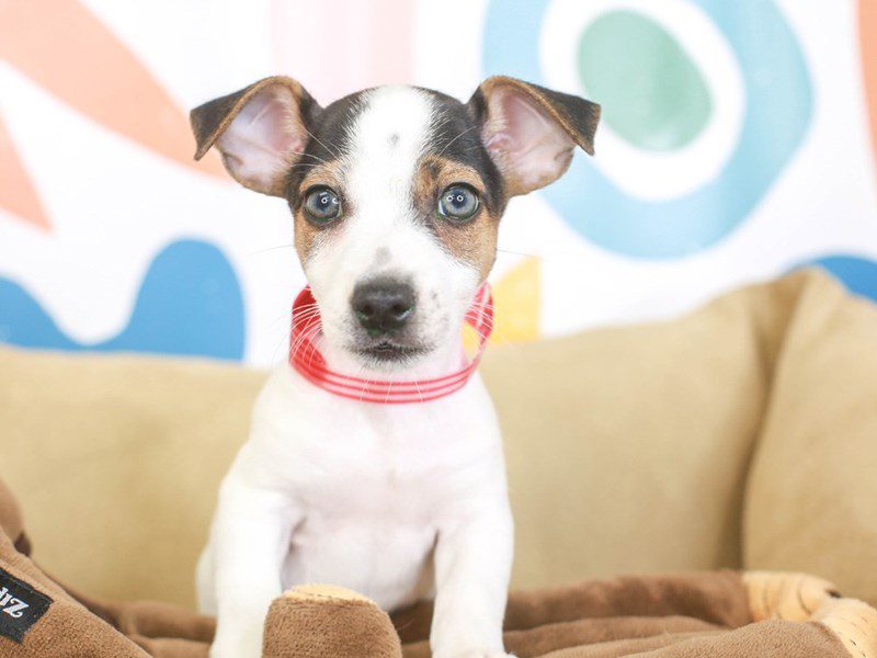 Jack Russell Terrier-Female-blk & wh-3370082-Animal Kingdom | Puppies N Love