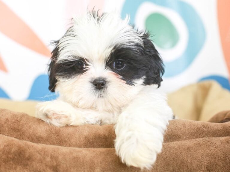 Shih Tzu