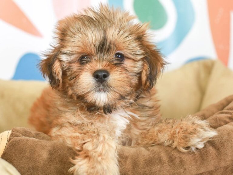 Shih -Poo