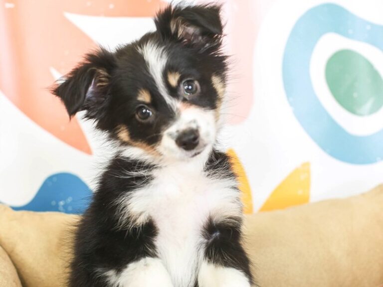 Mini Aussie