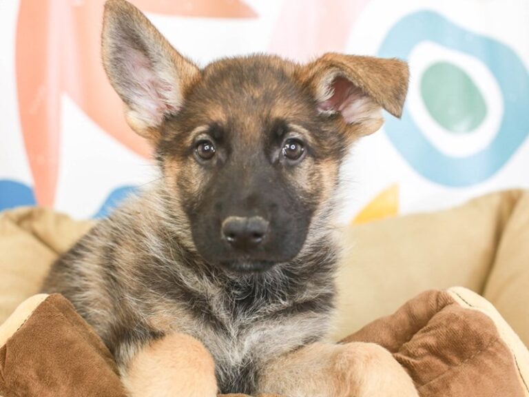 German Shepherd
