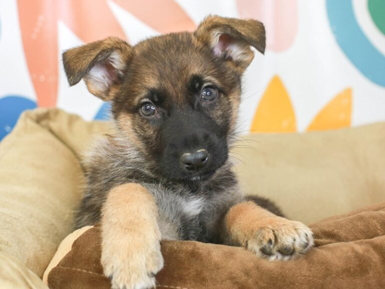 German Shepherd
