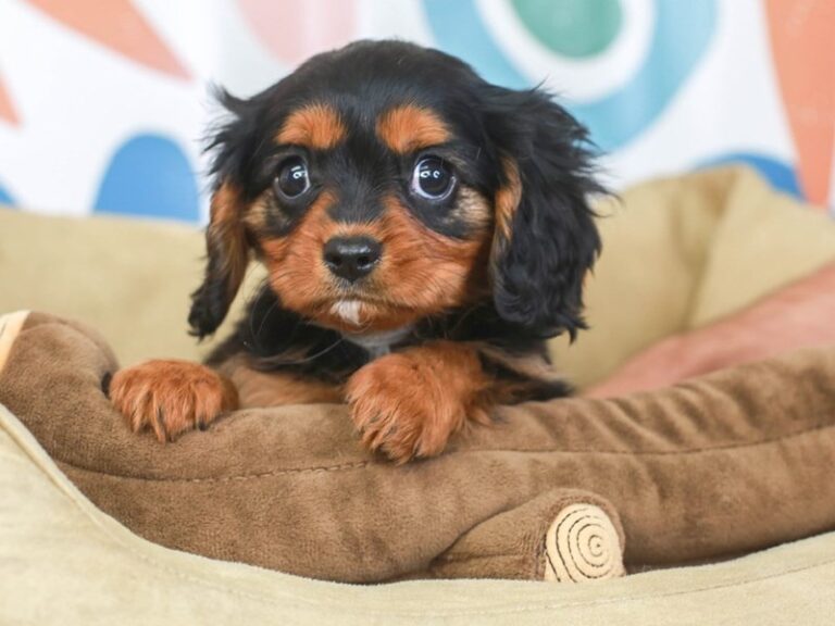 Cavalier King Charles