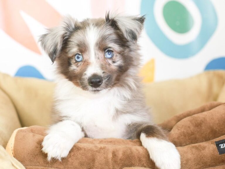 Mini Aussie