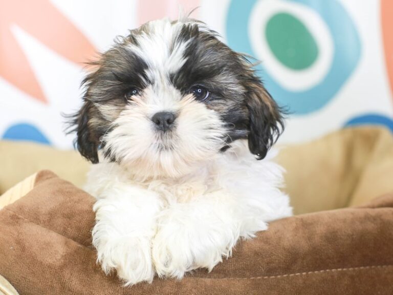 Shih Tzu