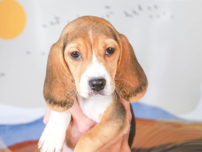 Beagle