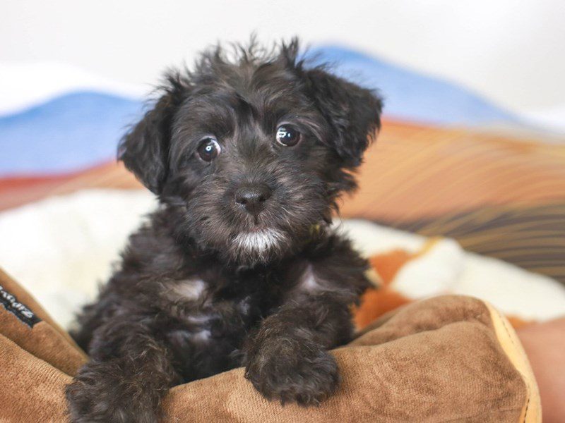 Scottiepoo-Female-Black-3378025-Animal Kingdom | Puppies N Love