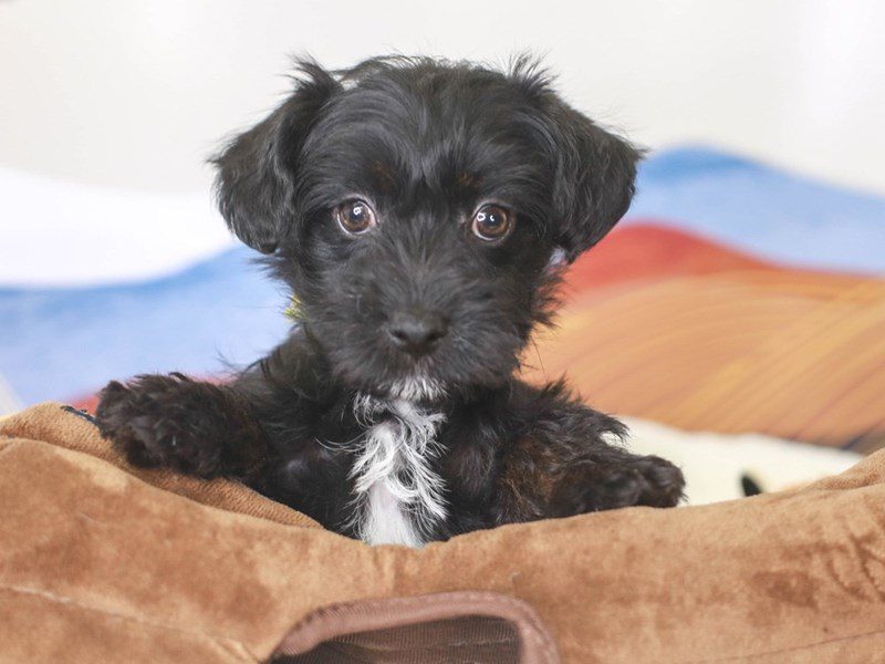 Scottiepoo-Female-Black-3378026-Animal Kingdom | Puppies N Love