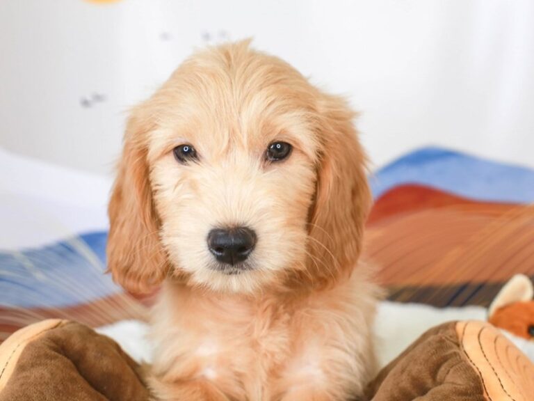 Mini Goldendoodle