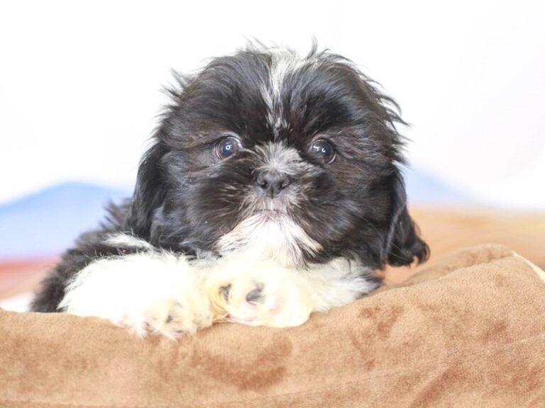 Shih Tzu