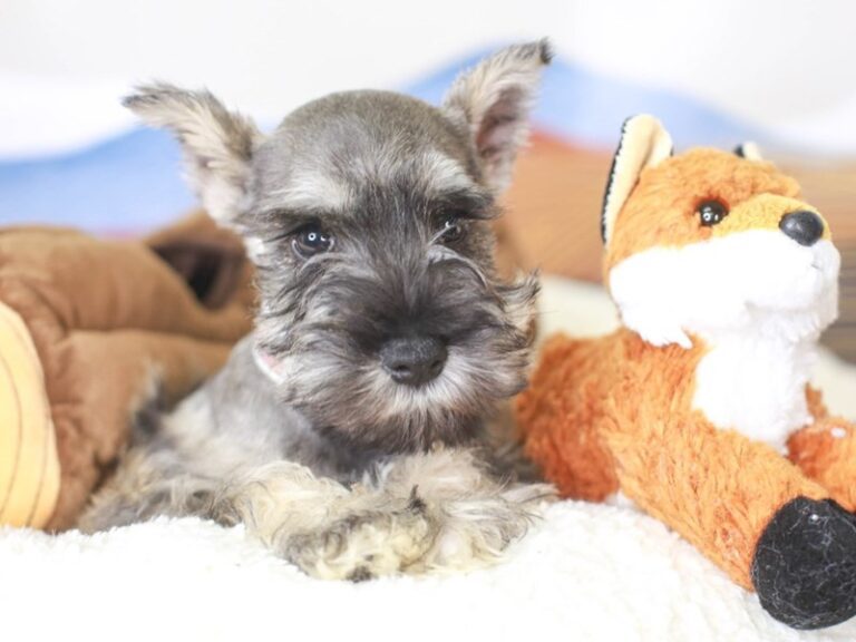 Mini Schnauzer