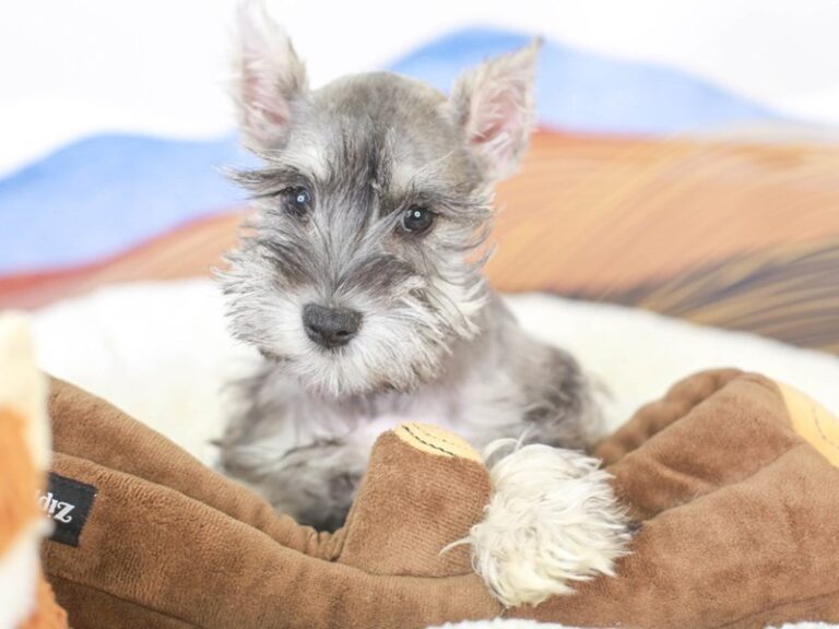 Mini Schnauzer