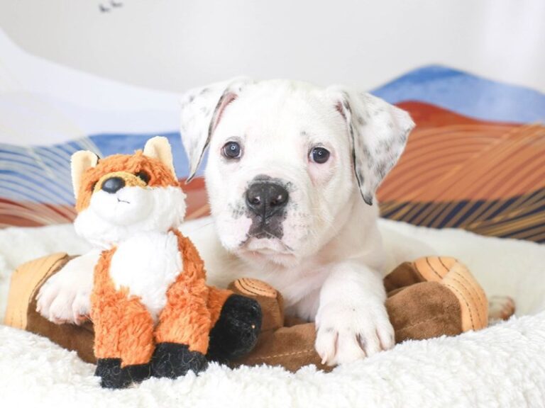 Olde English Bulldog