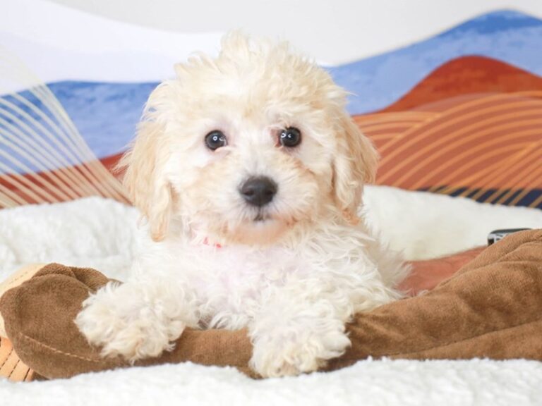 Poochon