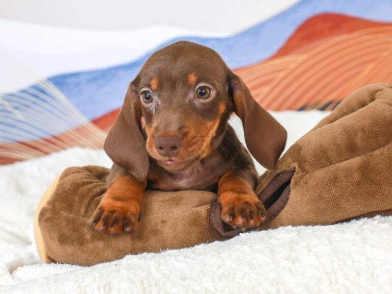 Dachshund