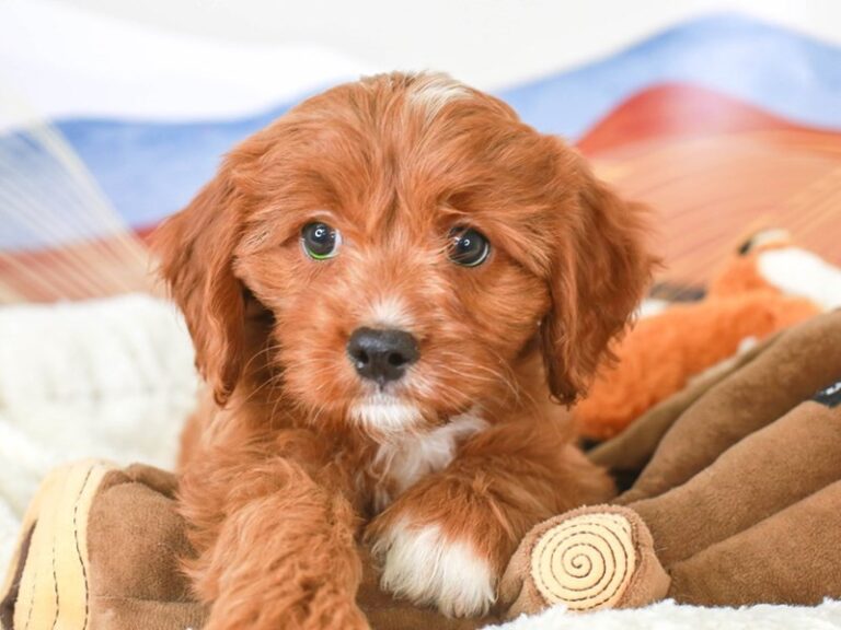 Cavapoo
