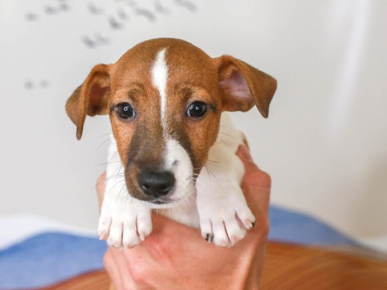 Jack Russell Terrier