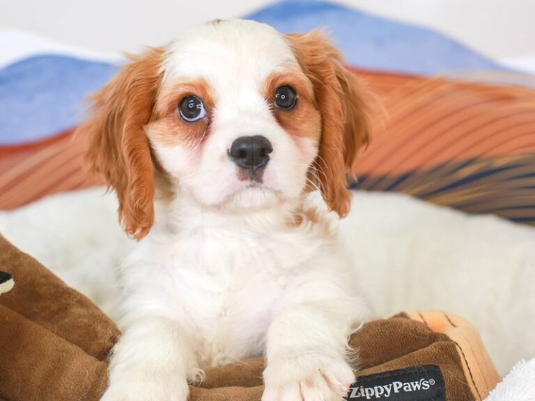 Cavalier King Charles Spaniel