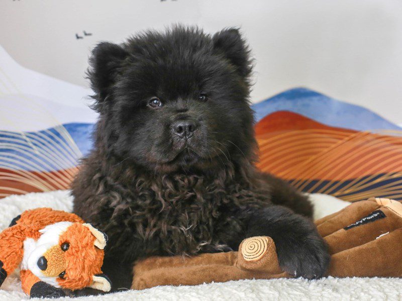 Chow Chow-Male-BLACK-3379263-Animal Kingdom | Puppies N Love