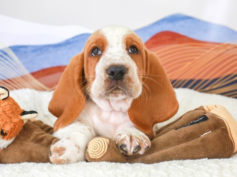 Basset Hound