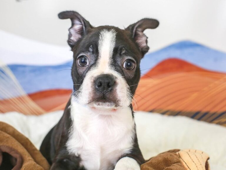 Boston Terrier