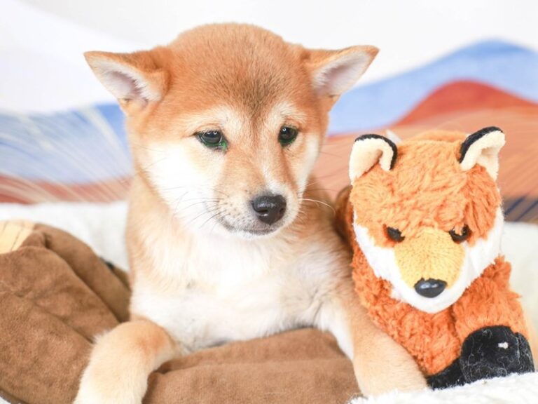 Shiba Inu