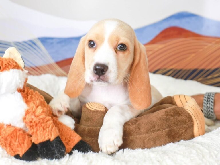 Beagle