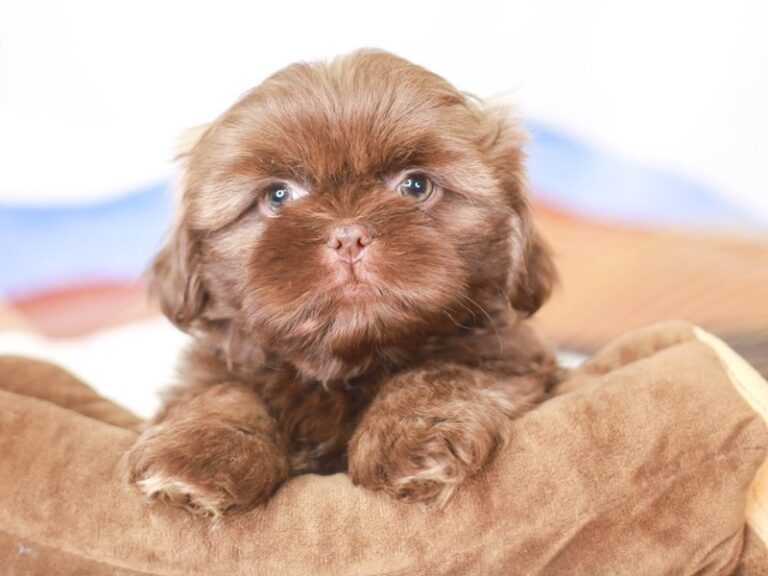 Shih Tzu
