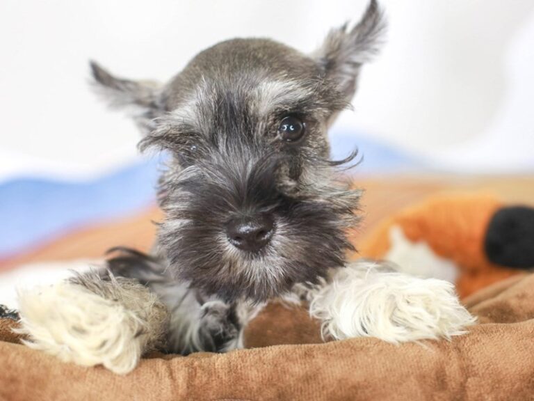 Mini Schnauzer