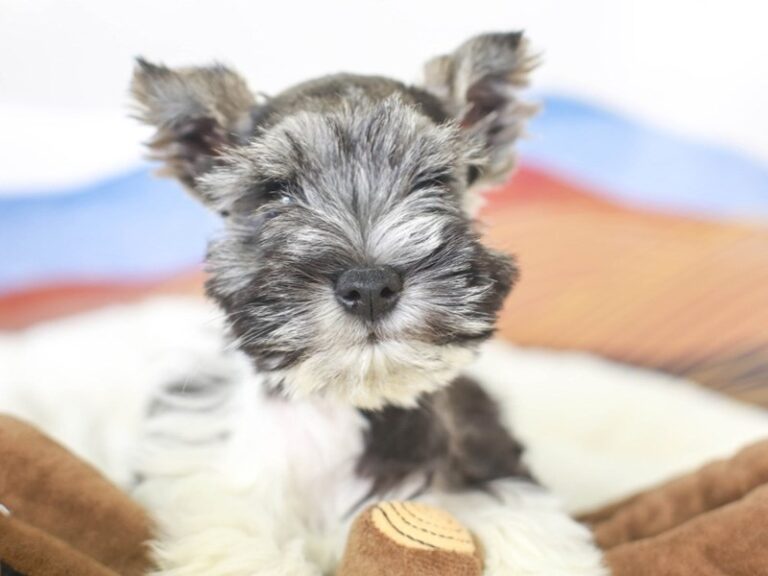 Mini Schnauzer